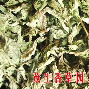 探索最新香草魅力與用途，最新香草版本概覽